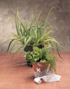 Simple Solutions for Minor Mishaps Image
